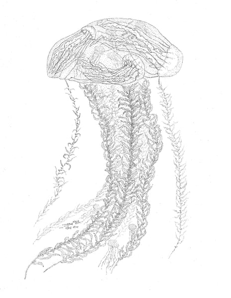 Jellyfish (8.5 x 11 inches)