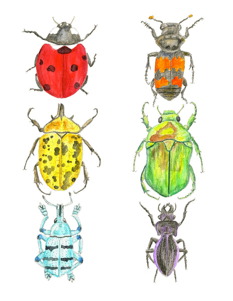 Beetle Watercolor (9x12)