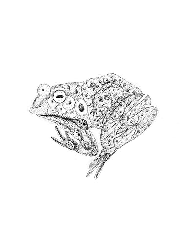 Frog Print (8.5 x 11)