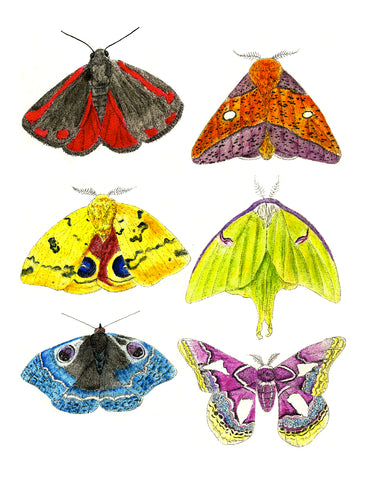 Moths Print (9x12)